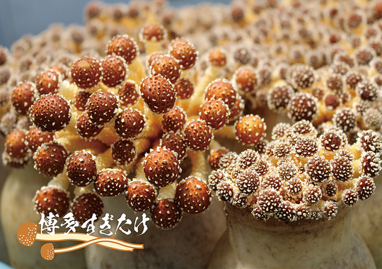 【☆貴重☆】メキシコ産　キノコ型　パワーストーン sddefault.jpg