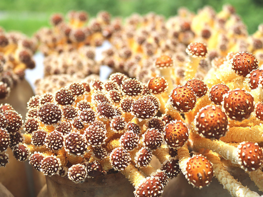 冷凍ひとくちエノキ茸 - ドリームマッシュ業務用きのこ事業部