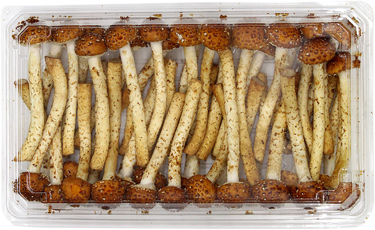お歳暮・冬ギフト 特集2024 通販  博多すぎ茸250g ドリームマッシュ業務用きのこ事業部 - アクセサリー
