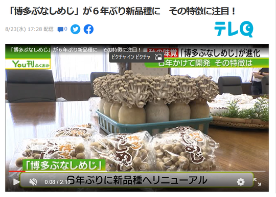 メディア掲載情報 - ドリームマッシュ業務用きのこ事業部